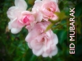 Zakat Foundation of America - Wishing you a Blessed Eid Al-Adha
