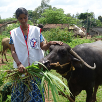 Zakat Foundation of America - Livestock Recipient: “You have changed our lives for the best”