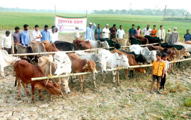 Zakat Foundation of America - 2011 Udhiya-Qurbani