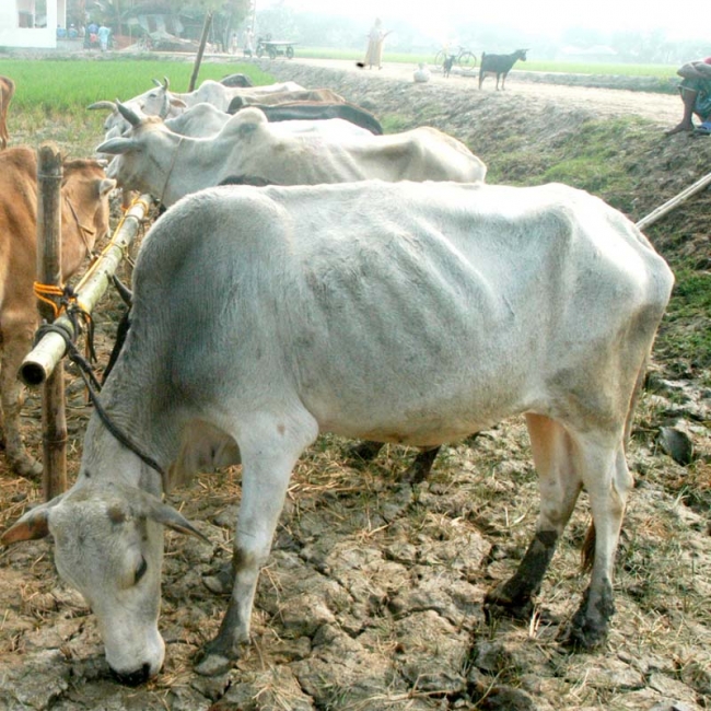 Zakat Foundation of America - 2011 Udhiya-Qurbani