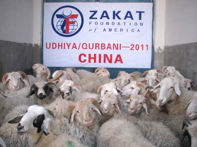 Zakat Foundation of America - 2011 Udhiya-Qurbani