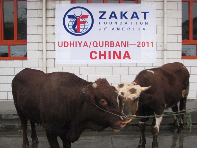 Zakat Foundation of America - 2011 Udhiya-Qurbani