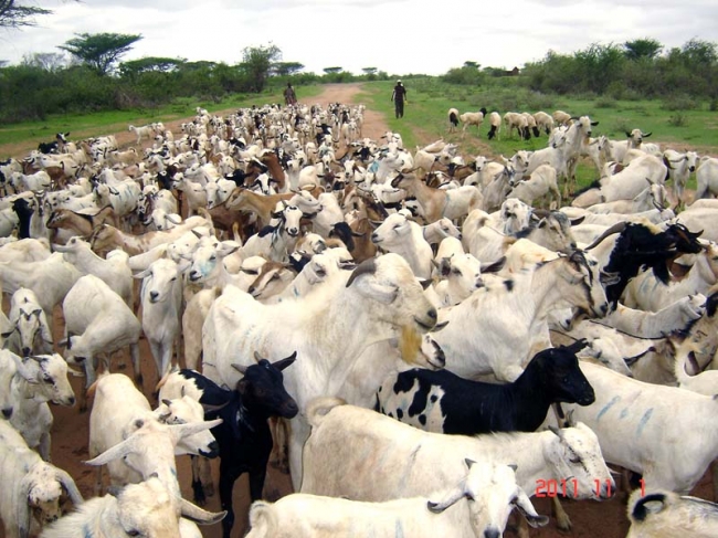 Zakat Foundation of America - 2011 Udhiya-Qurbani