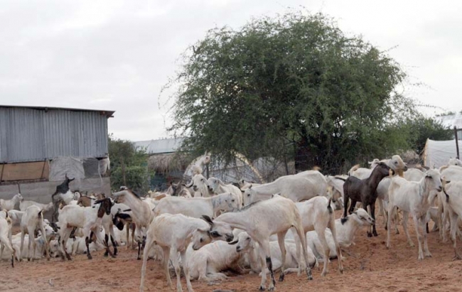 Zakat Foundation of America - 2011 Udhiya-Qurbani