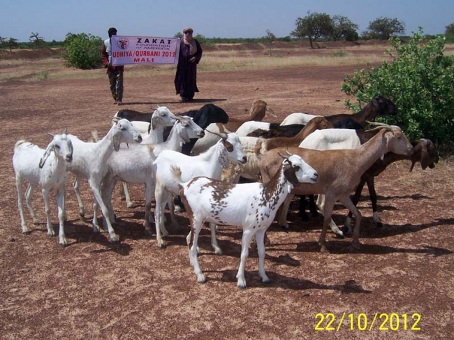 Zakat Foundation of America - 2012 Udhiya-Qurbani